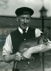 Wärter G. Blore hält ein Wallaby im Londoner Zoo, Oktober 1920